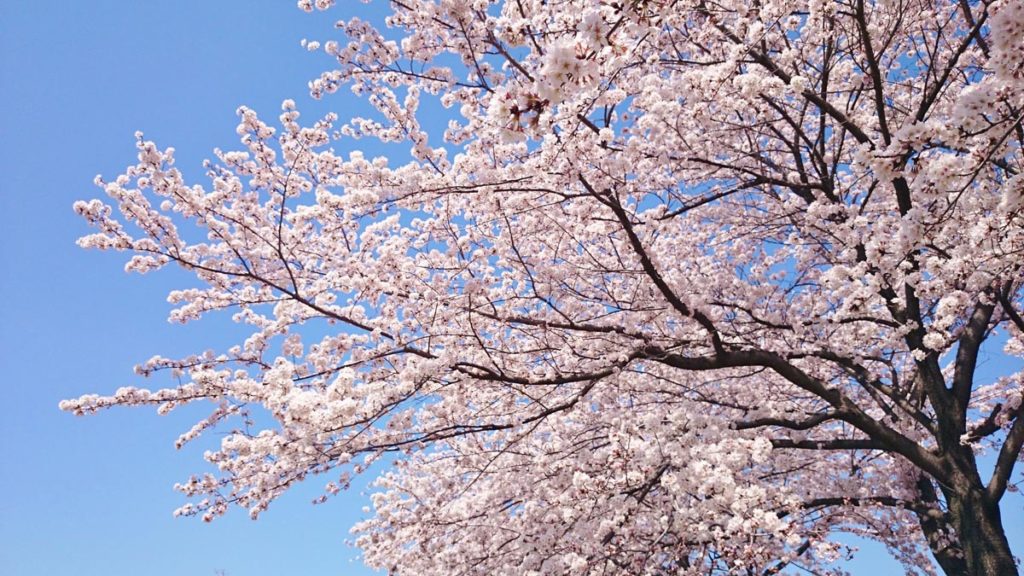 桜の便りが次々に聞かれる今日この頃、皆様いかがお過ごしでしょうか。